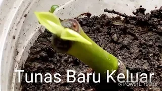 How to Grow Mangosteen Seeds (English). 