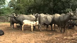 BÚFALOS BRANCOS