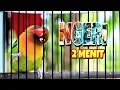 Download Lagu LOVE BIRD FIGHTER MENTIL DURASI SUPER PANJANG || MASTERAN LOVEBIRD NGEKEK PANJANG