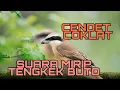 Download Lagu 🟤Cendet Coklat,masteran suara mirip Tengkek Buto.
