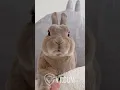 Easter Bunny Says Happy Easter With a Mouth Full