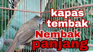 Download Kapas tembak nembak roll panjang MP3