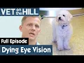 Dogs With Progressive Retinal Atrophy FULL EPISODE S02E20 Vet On The Hill
