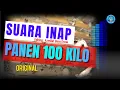 Lagu suara inap walet original mp3 II PANEN 100 KILO