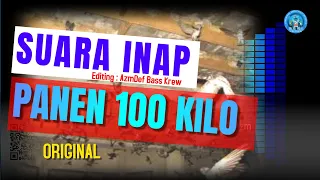 suara inap walet original mp3 ii panen 100 kilo