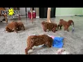 Lively Cavapoo Puppies