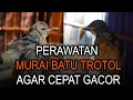 CARA PERAWATAN MURAI BATU TROTOL AGAR CEPAT GACOR