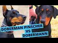 Doberman vs Doberman Pinscher vs Dobermann - Is There a Difference