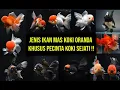 Download Lagu JENIS IKAN MAS KOKI ORANDA MEWAH | Goldfish Oranda