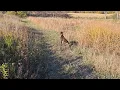 GSP rescue from Texas