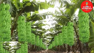 Download MODERN TECHNOLOGY BANANA FARM IN THE PHILIPPINES -AMAZING BANANA HARVESTING-GREAT BANANA PLANTATION MP3