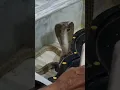 Download Lagu Har Har Mahadev | Real Snake found in Mandir behind Shivling | AkkuTube