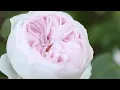 GOD CHOSE A ROSE written by Thomas Lilly Conway SC