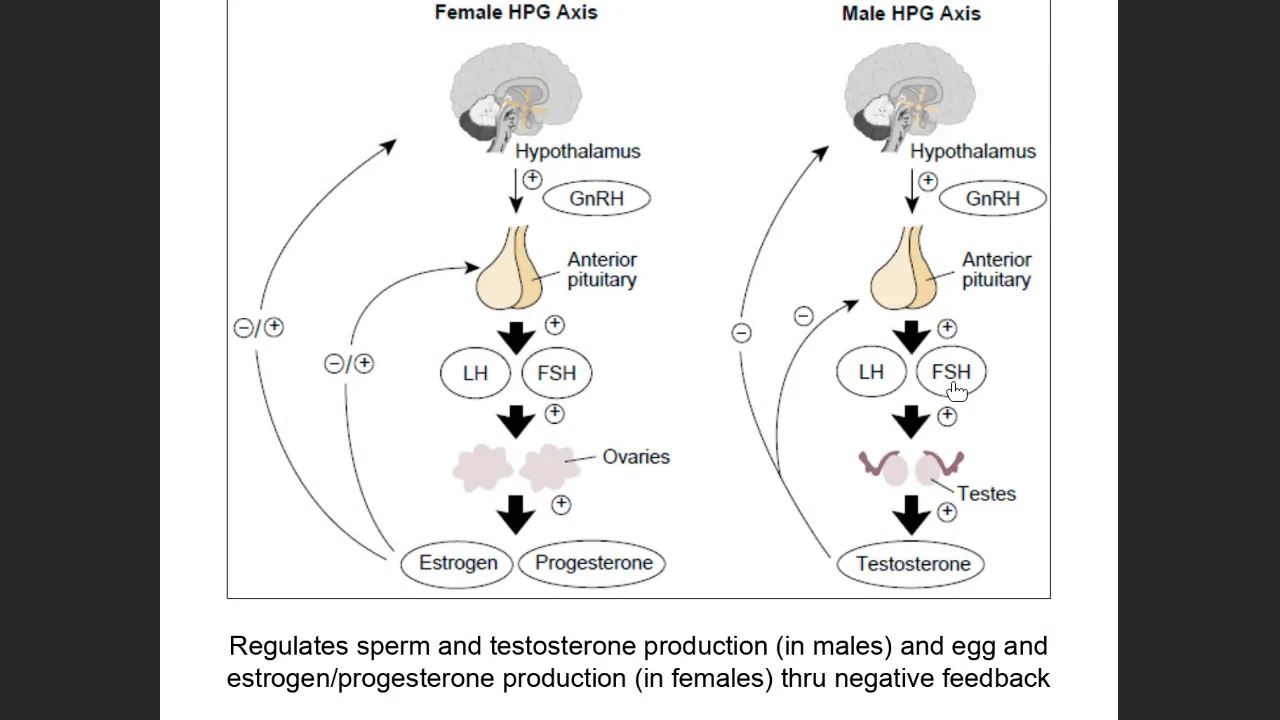 Male HPG Axis