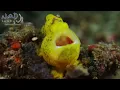 Download Lagu Welcome to Lembeh 4k