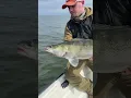 Download Lagu Running daily charters fishing for big Zanders #walleye #zander #amsterdam