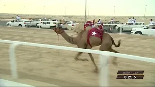 نوضا ل  ناصر عبدالله أحمد المسند  مهرجان سمو الأمير المفدى           السيف الفضي للحيل مفتوح         دندنها