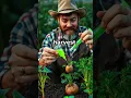 Download Lagu Sentient Potatoes?! Carl's Herbal Madness EXPOSED 🥔💥 #ViralSpuds #GardeningGoneWrong