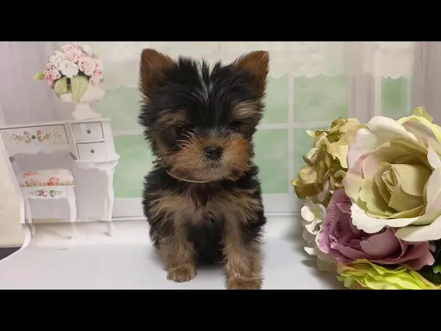 動画