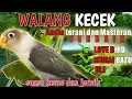 Download Lagu Walang Kecek || Audio terapi dan masteran terbaik MP3