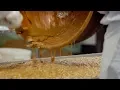 Download Lagu Enstrom Candies | Traditional Almond Toffee