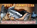 Download Lagu UP DATE STOK MINGGU CERIA❗❗❗KACER ORI PONTIANAK HARGA MERAKYAT❗❗