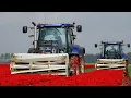 Download Lagu Topping Tulips - Tulpen Koppen | 2x New Holland T6.160 Blue Power | Hegro | Maliepaard Bloembollen