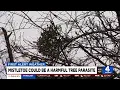Mistletoe could be a harmful tree parasite
