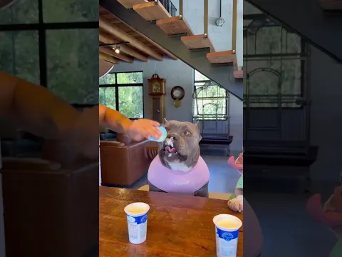 creen que soy el perro  lechero chef más guapo? #viral #perros #perrofeliz #dúo