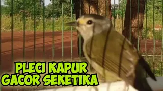 Download Cucak jempol//Pleci kapur Semakin gacor mantap untuk masteran @ponirankwokchannel MP3