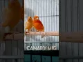 Download Lagu The canary #birds #canary #kenari #canarias #canario #cute #bird #shorts #short #fyp #shortvideo