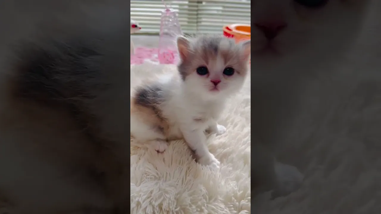 動画