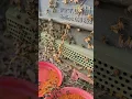 Download Lagu In the morning, bees bring a lot of pollen.