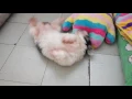 Dog 9 Hentai weeaboo shit
