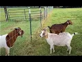 How To Tell If A Goat Is In Heat And When To Breed