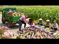 Lagu Harvesting 2000+ Kg Corn by Truck After Buying from Farmer to Go to Market Sell | Tieu Hue Daily