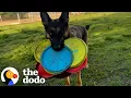 Download Lagu German Shepherd Carries As Many Frisbees As She Can | The Dodo