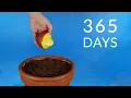 Download Lagu Growing MANGO Tree From Seed - ONE YEAR Time Lapse