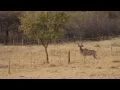 Download Lagu Kudu Hunting in Namibia 2010