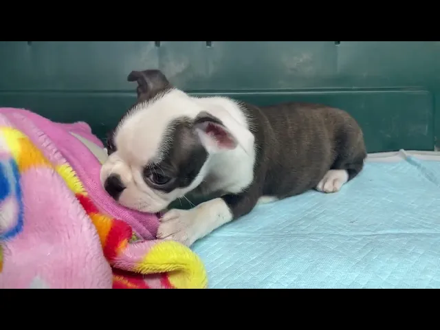 動画