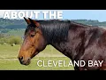 About the Cleveland Bay Horse