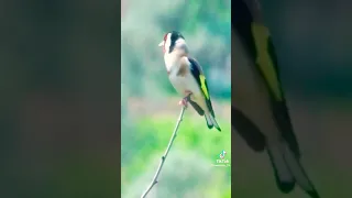تغريد حسون خلوي بلبرية روووعه Animals Bird Angrybirds2 