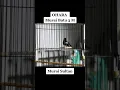 Download Lagu MURAI BATU OHARA 3M