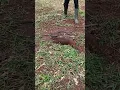 Download Lagu Tes keberanian garangan terhadap ular 🐍 memang ganas garangan😅