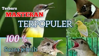 kapas tembak cililin kenari ciblek cucak jenggot vs gereja kombinasi masteran terpopuler