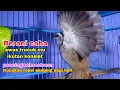 Download Lagu SANGAT AMPUH jadikan trucukan mu ikutan ropel 1 nafas panjang
