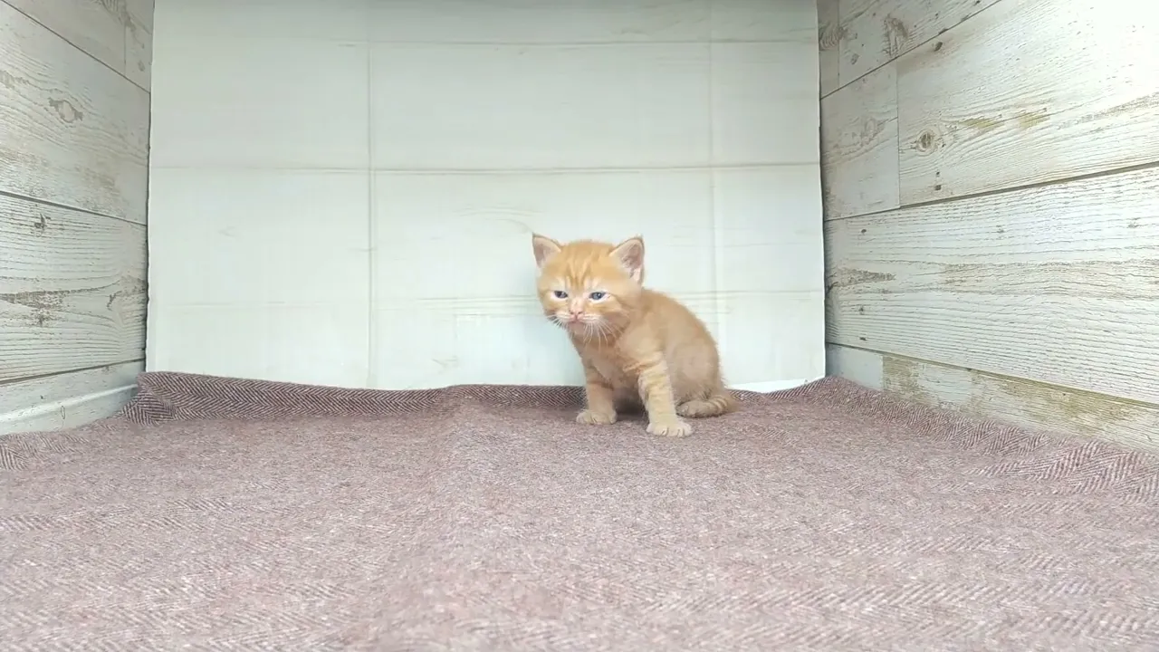 動画