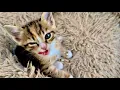 Download Lagu Котенок Тигра НАЕДАЕТСЯ и УСПОКАИВАЕТСЯ, а Финик укладывается спать)))