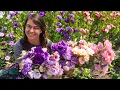 Will 3000 Lisianthus Be Enough