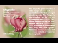 Magnolia: All About the Majestic Tree (LOFI MIX)